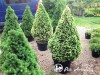 Eglė baltoji ,Conica' (lot. Picea glauca)